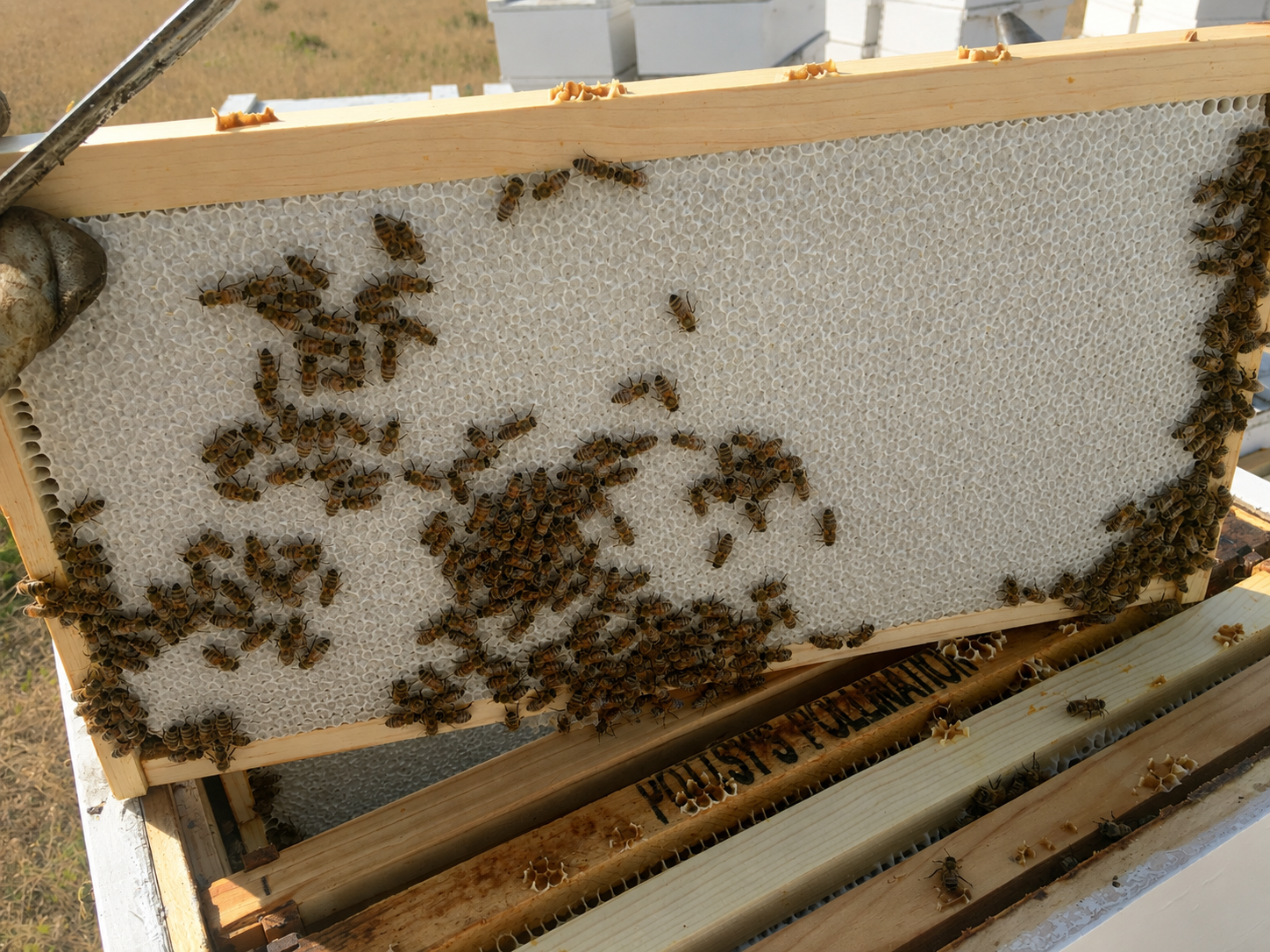 A frame of capped honeycomb lifted from a hive, covered in honeybees