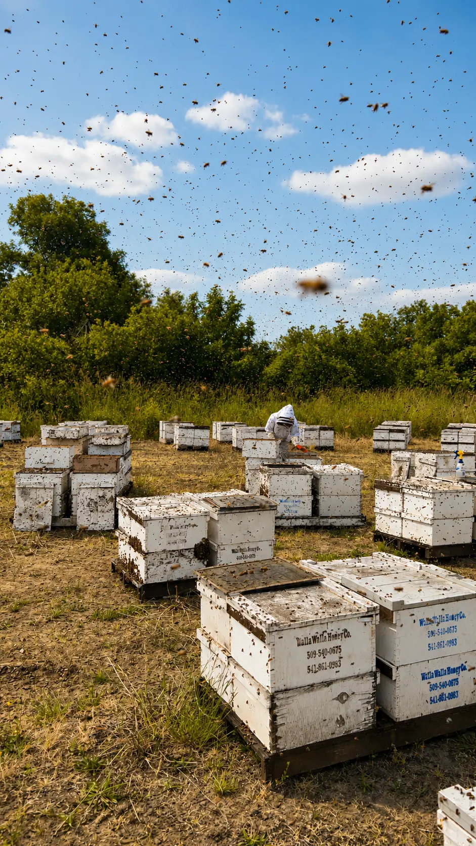 A beekeeper in a white protective suit working among stacks of hives