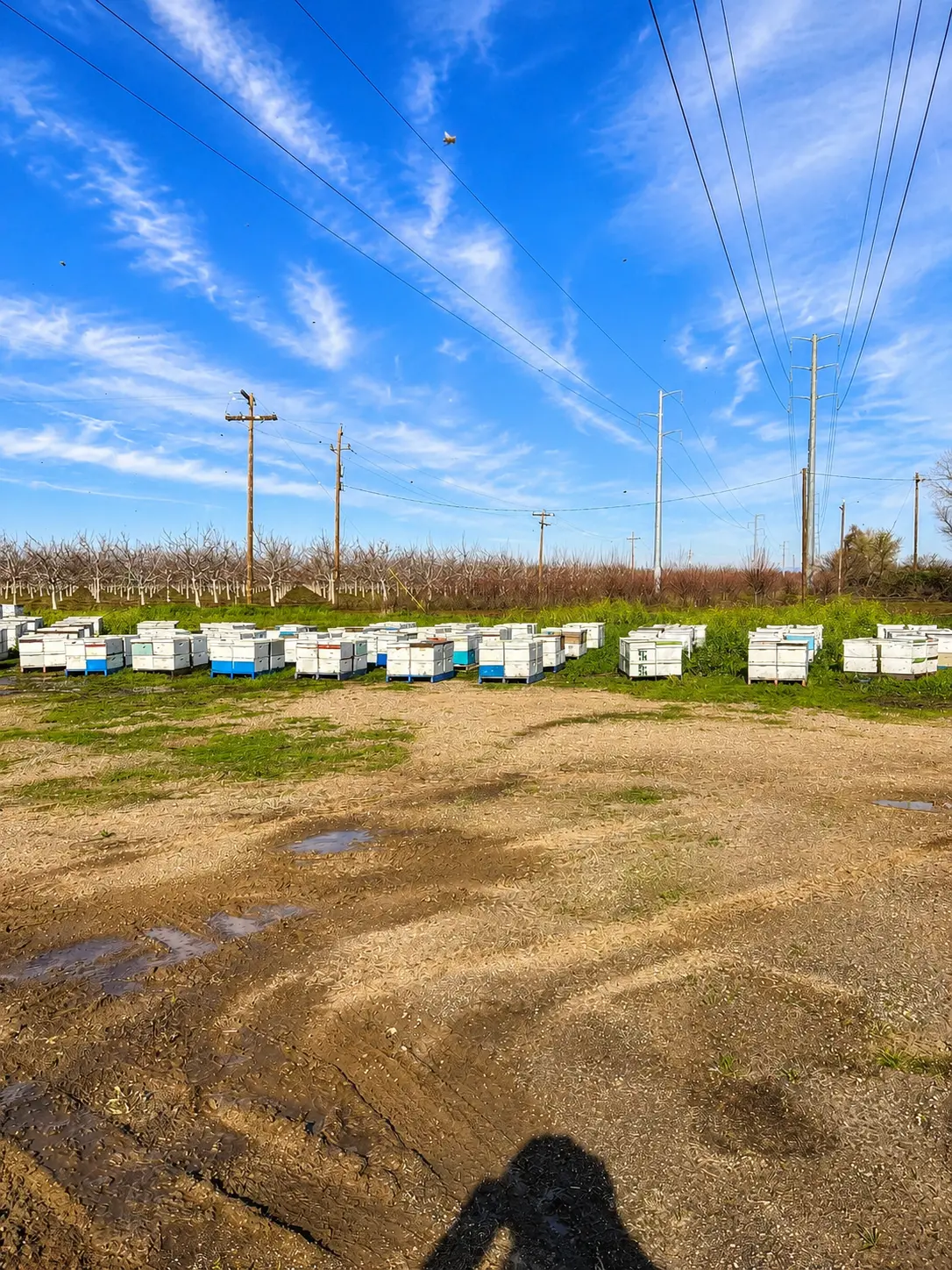 A long row of white beehive boxes beside an orchard