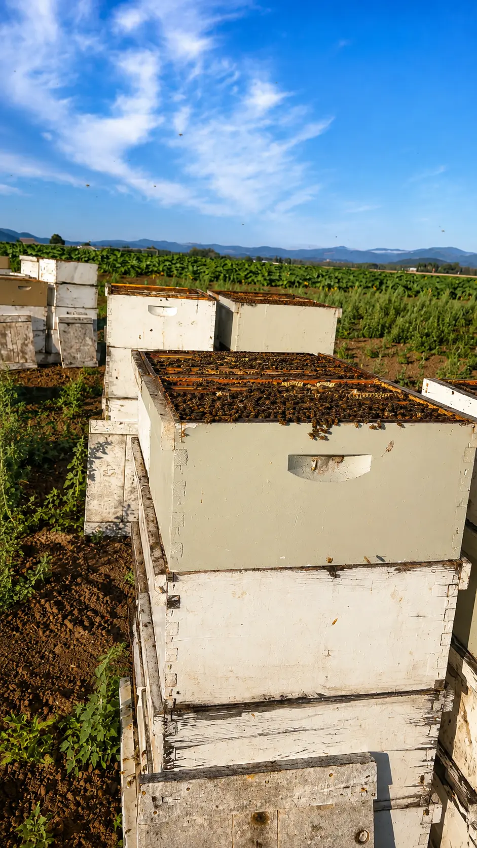 Stacked white beehives in an American field under a clear sky