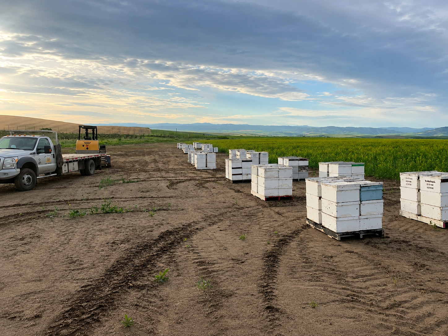 A flatbed truck beside rows of white beehives at sunrise