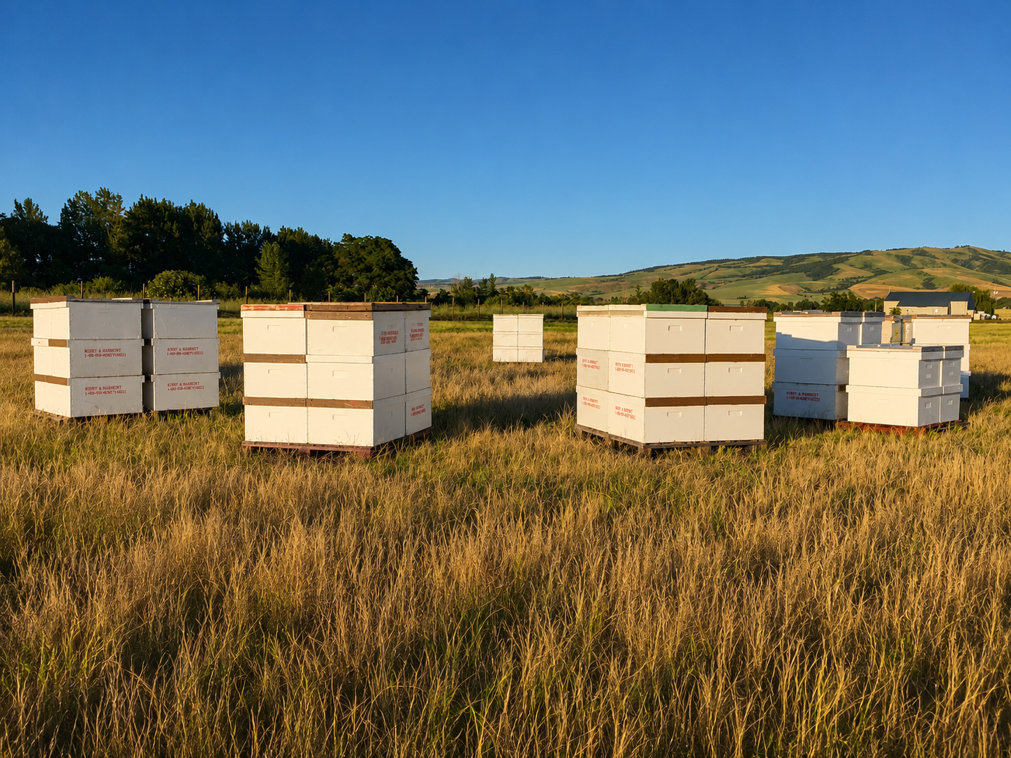 White beehive boxes in a golden American field at sunrise